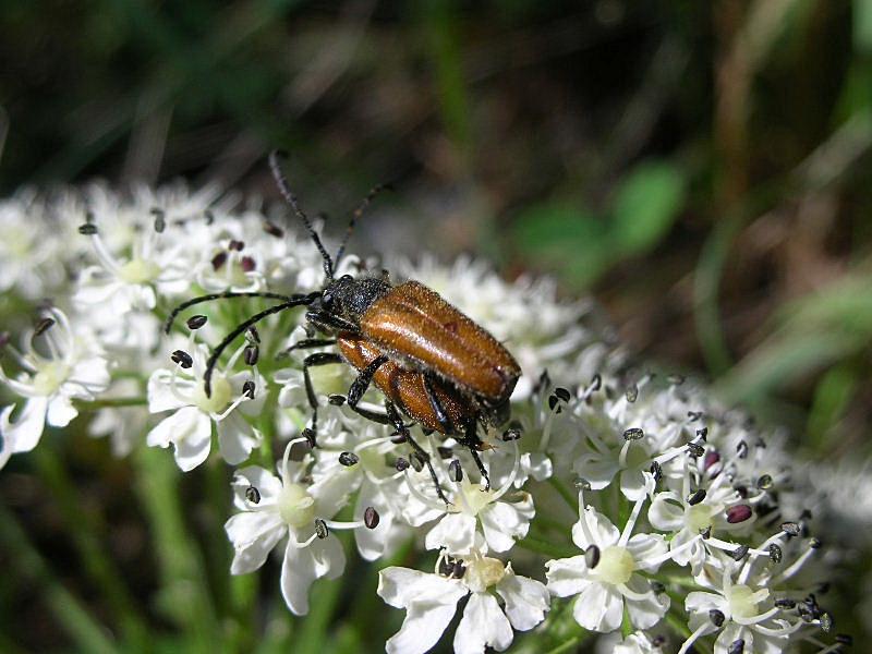 Anastrangalia sp. ?